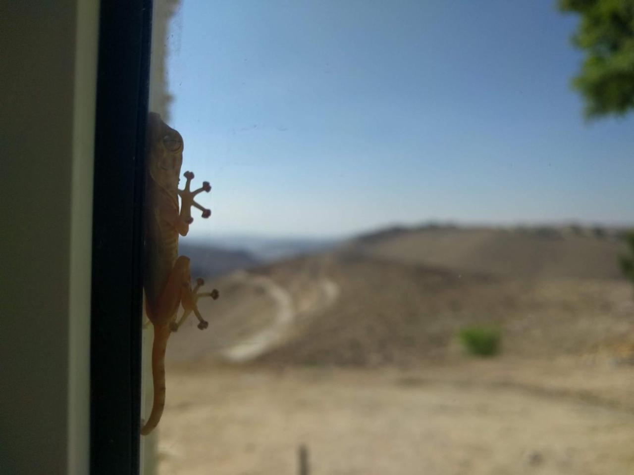 Dead Sea Desert'S Edge أراد المظهر الخارجي الصورة