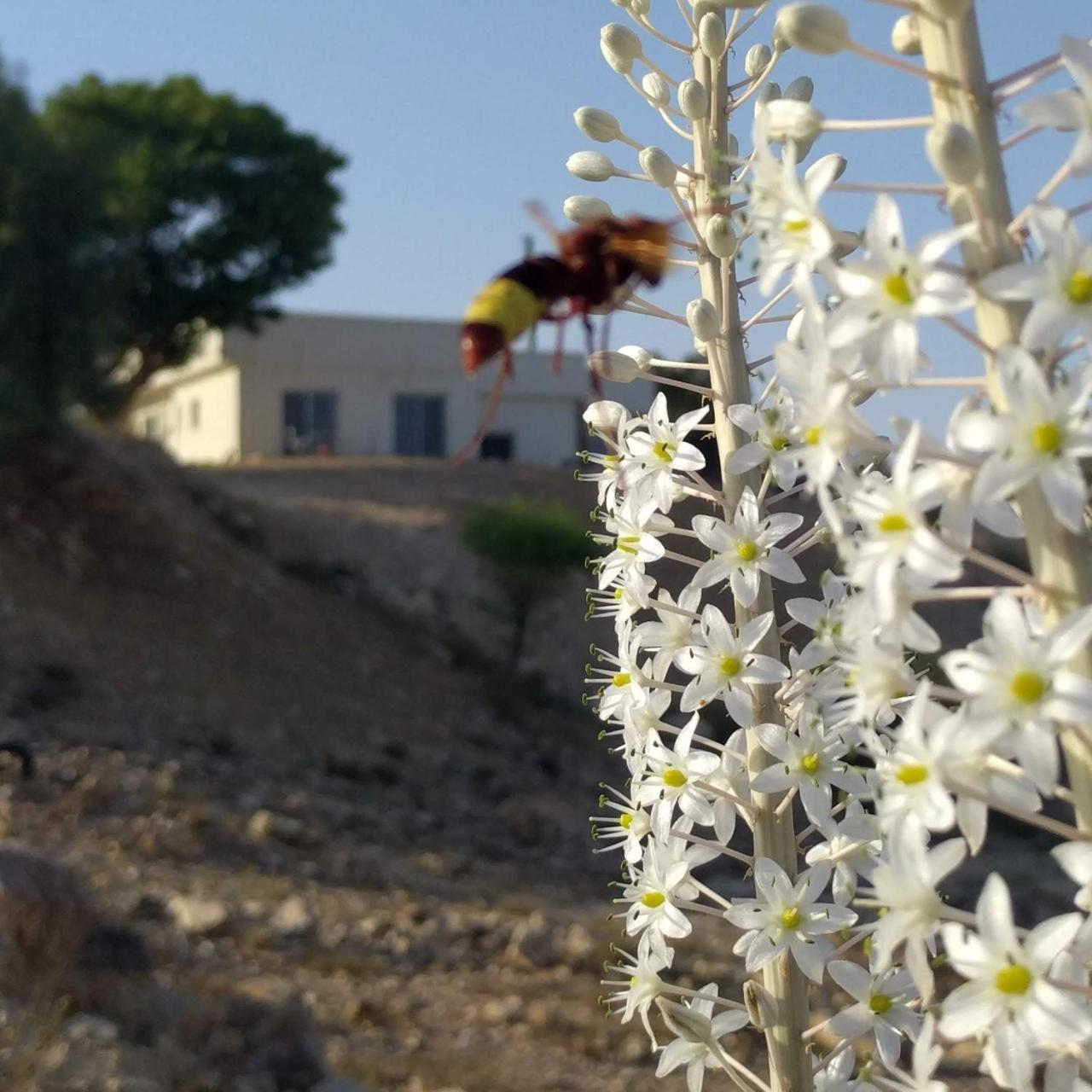 Dead Sea Desert'S Edge أراد المظهر الخارجي الصورة